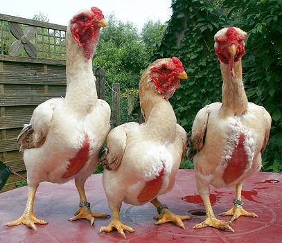 Drei Hennen der Rasse Yamato Gunkei, Gold-Weizenfarbig